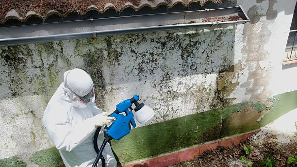 Mold Removal service in Somerville